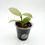 Thumbnail: Hoya Obscura Cryptic Chrome (A)