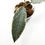 Thumbnail: Hoya Archboldiana Albo