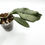 Thumbnail: Hoya Wilbur Graves Silver