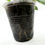 Thumbnail: Hoya Lacunosa Gothic (A)