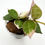 Thumbnail: Hoya Lacunosa Asami Clone 2
