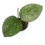 Thumbnail: Hoya Carnosa Freckles Splash