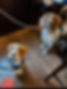 Screenshot_20240209_133653.jpg