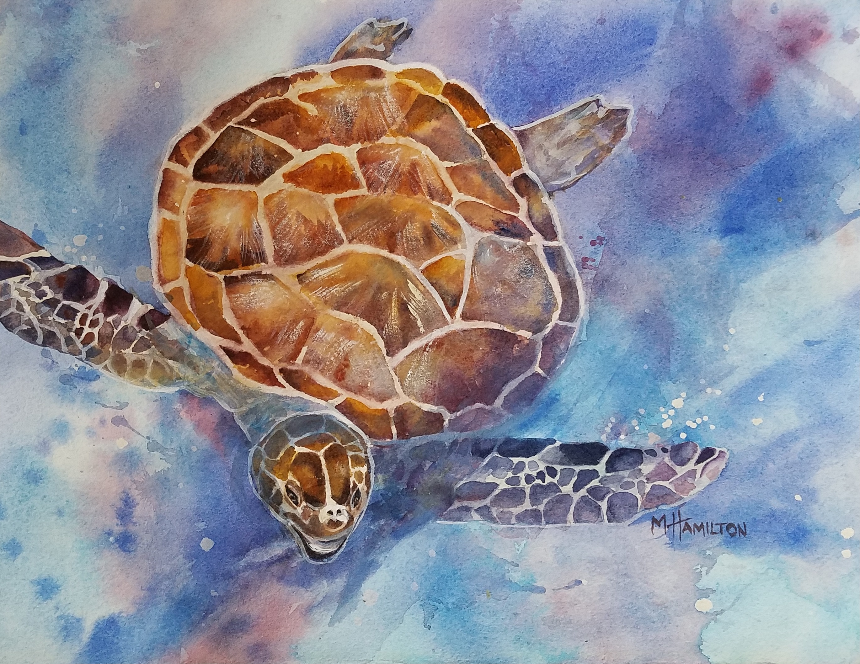 Diving Turtle