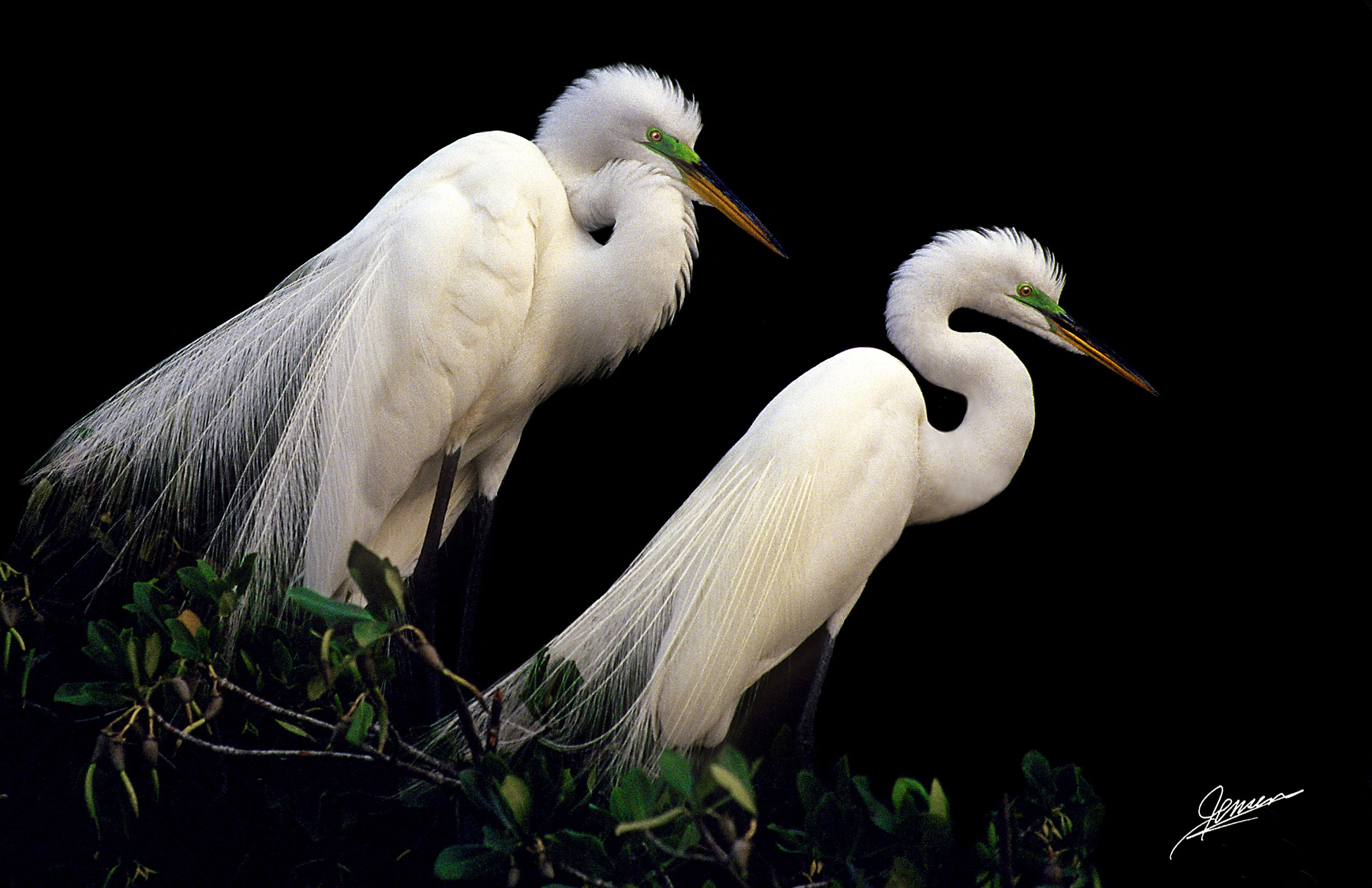 Great Egrets in Breeding Plumage