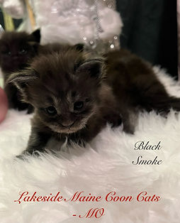 black smoke kitten.jpeg