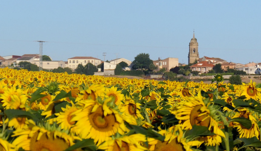Here is a view of the village of Granon with a sunflower field in the foreground.