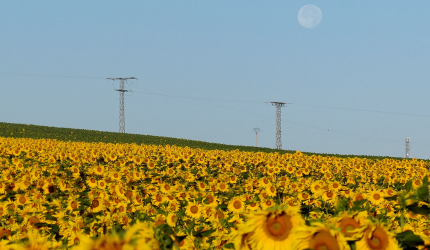 Here is a sunflower field along the path.