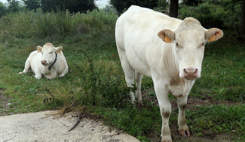 We walked through pastures of cattle and sheep
