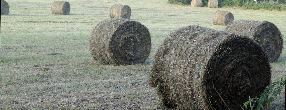 A field and round bales along the trail.