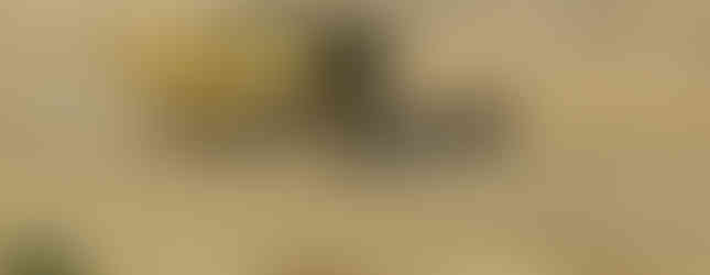 Here is a combine harvesting a wheat. This reminded me of home during the wheat harvest.