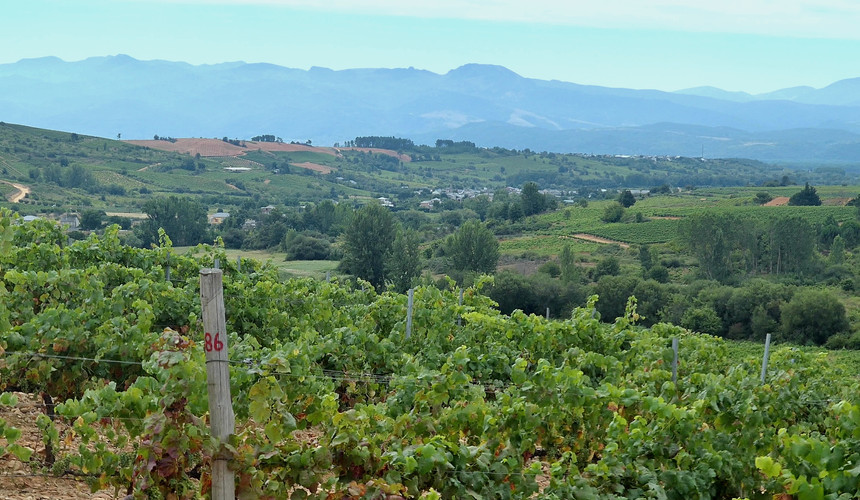 This is a view along the trail I walked today.