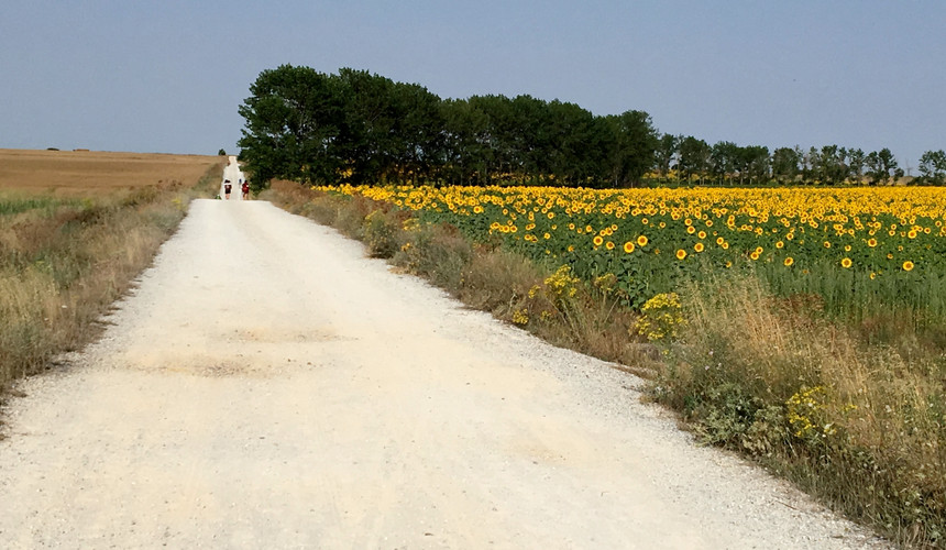 This is a view of the trail with wheat and sunflower fields on each side.