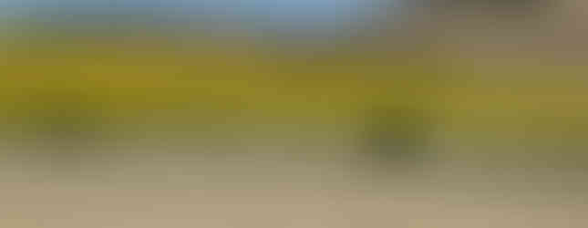 Here is a view of wheat fields and sunflower fields along the Camino.