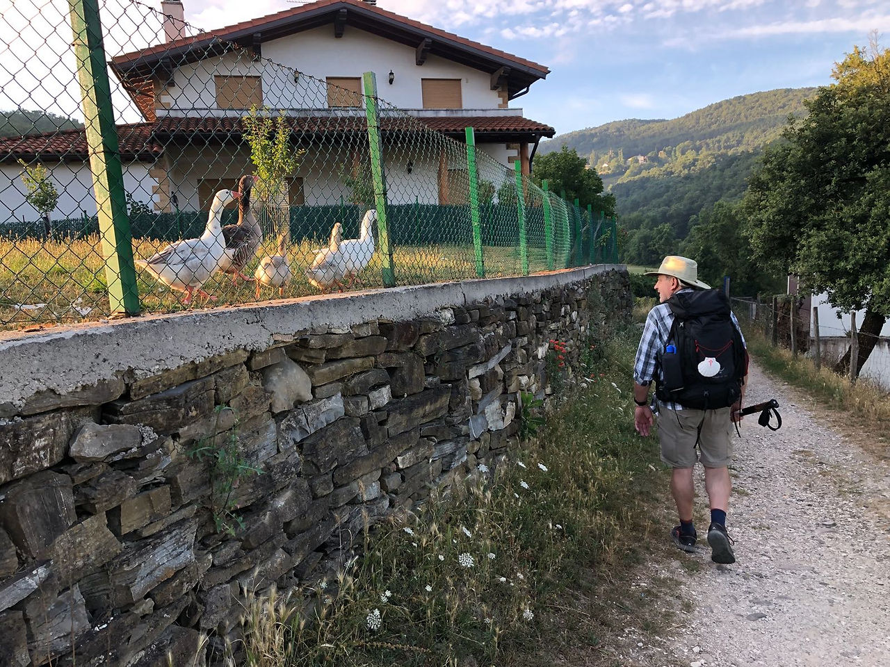 These geese seemed very interested in me as I walked on the trail.