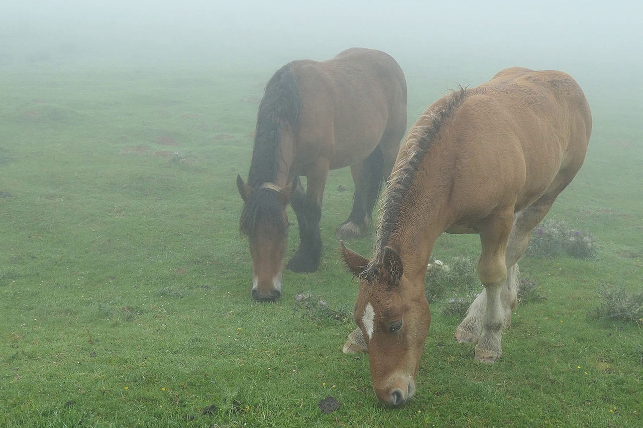 There were horses, cattle, and sheep along the trail. Most of the time you would be unable to see them unless they were close to the trail.