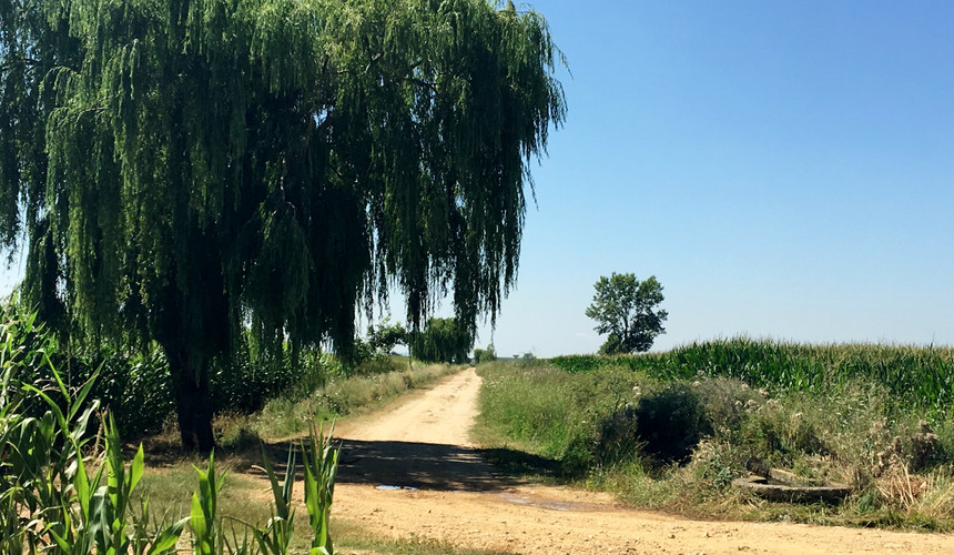 This is a view of part of the trail I walked today.