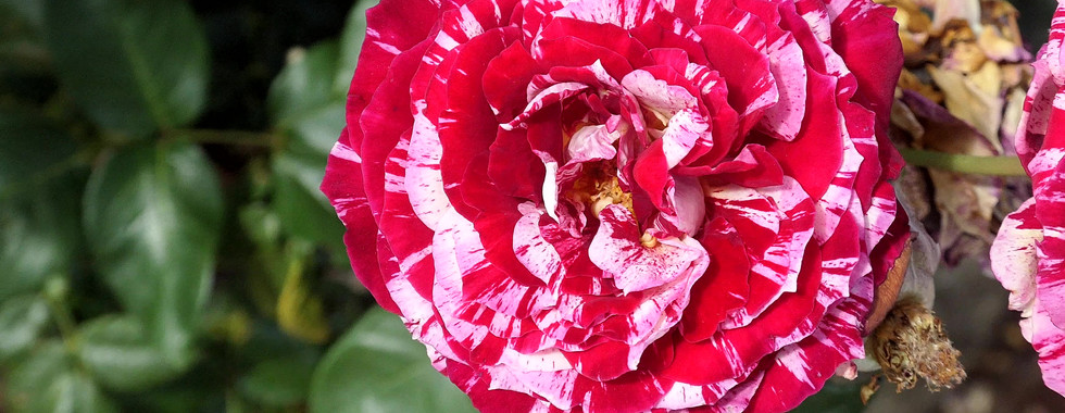 Near the cross in the previous photos was a nice elderly Spaniard who maintained a beautiful garden of flowers for us to enjoy.