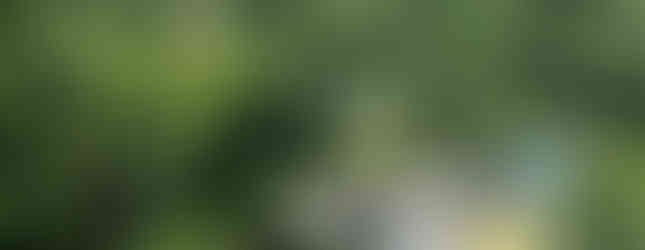 This is an image to the left of the trail upon which I was walking.