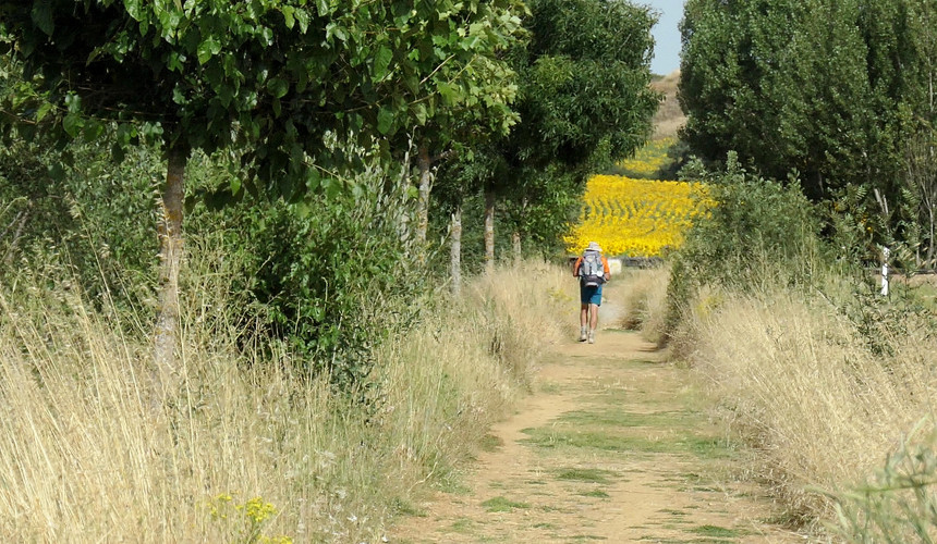 Here is a view of the trail with a sunflower field ahead of us.