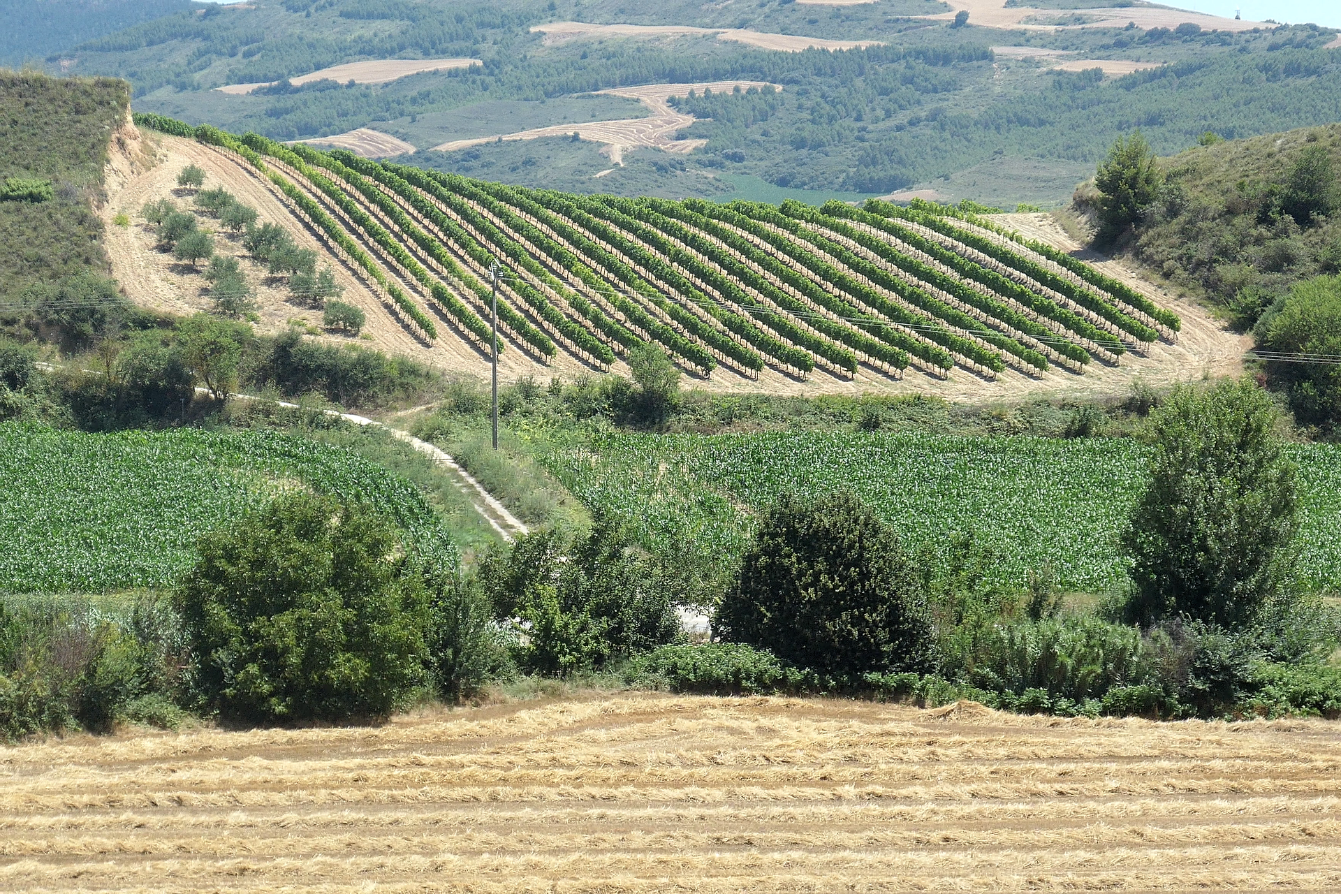 This image shows the diversity of the farmland through which we walked.