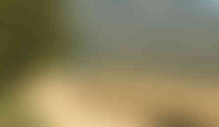 This is a view of part of the trail I walked today.