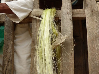 Couleur naturelle de la fibre d'agave