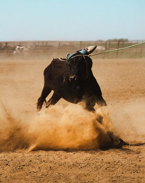 MAY_11_RODEO-76