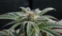 sativa.jpeg