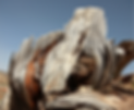About-Us_Treeman.png