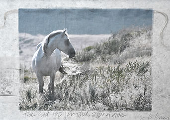 DSC_0932.jpeg