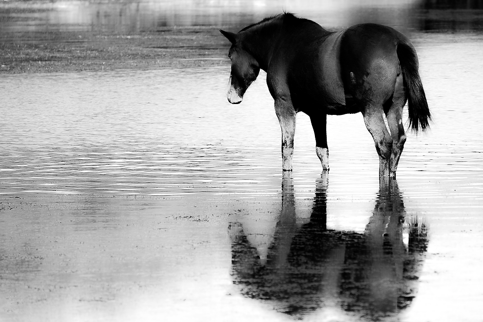 High-Contrast Black and White Photograph