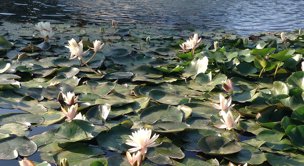 Annie Botha Psychotherapy - Nexus Letters for Veterans 