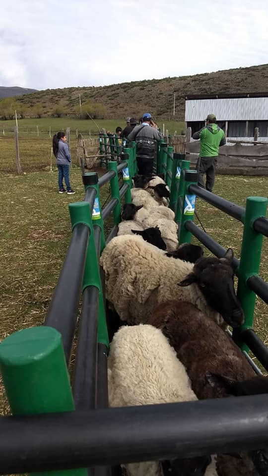 Miniatura: CORRAL GANADERO OVINO
