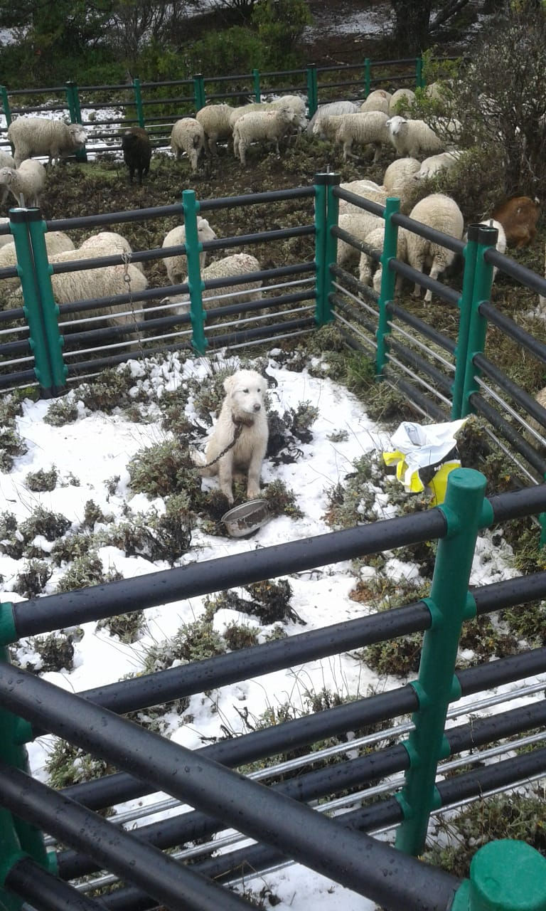 Miniatura: CORRAL GANADERO CAPRINO