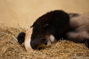 sick panda