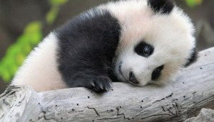 Tired Panda Reviews the Poll!