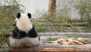 Health Update 3.0: The Return of the Panda