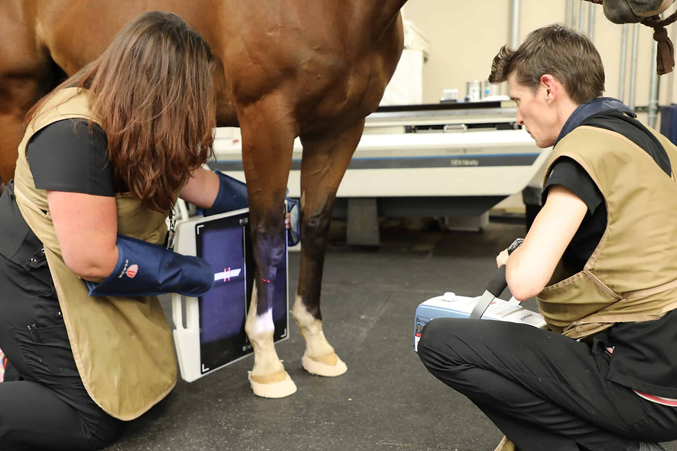 How Diagnostic Imaging Helps Us Treat Your Horse