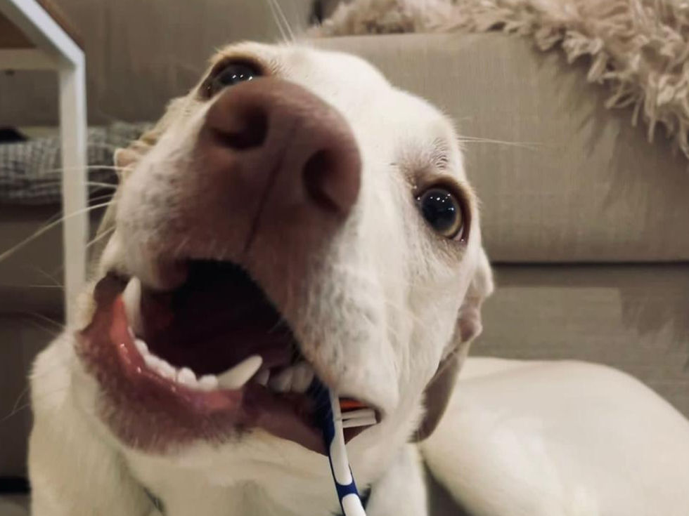 Oral Health as Preventative Medicine: Caring for Your Dog or Cat’s Teeth 🦷