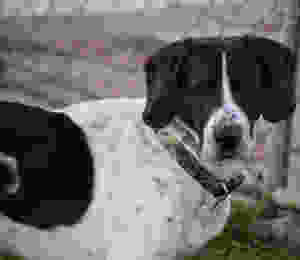 Sampson 015 (1)