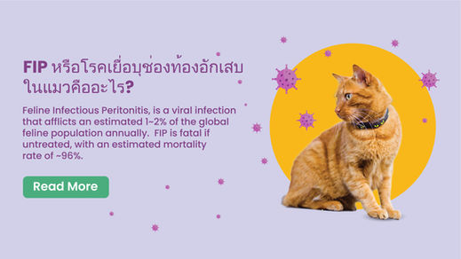 What is FIP in Cats?
