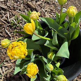 Tulips - yellow 