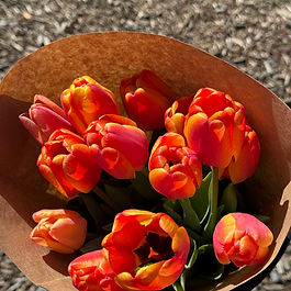 Tulips - Orange/Red  Copy