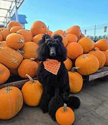 nandorpumpkins.jpg