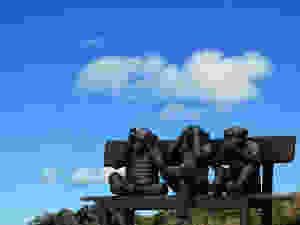 monkeys