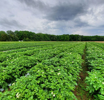 Potato plants and big moody sky.jpg