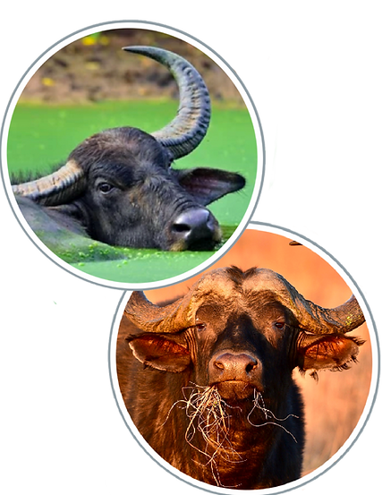 water buffalo.PNG