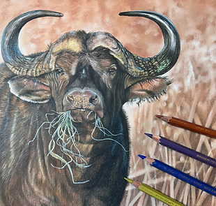 water buffalo web icon_edited.png