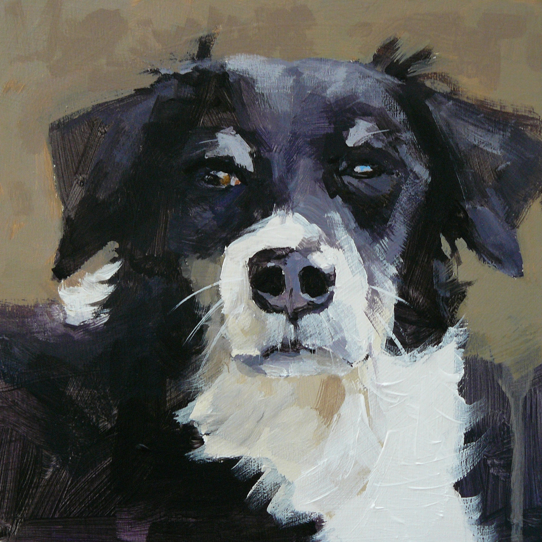 painting of a border collie dog